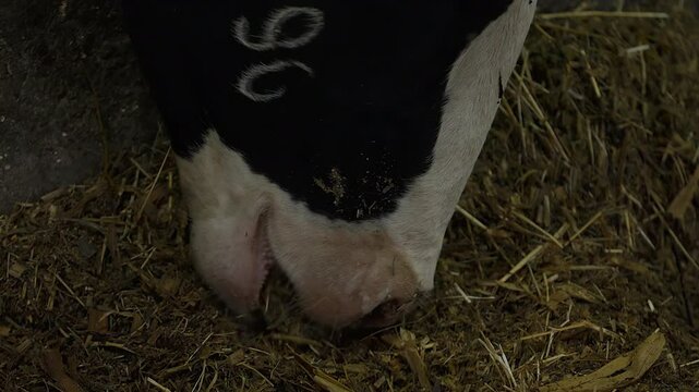 Close-up of an adult cow eating hay grass fodder at the husbandry ranch. Black-white cow eats hay at the agricultural barn. Livestock cow eats hay scattered around the dairy farm shed.