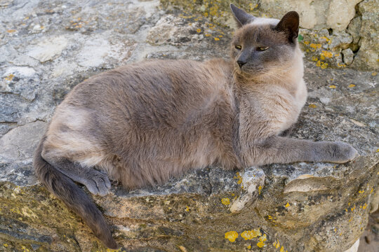 Chat sur un muret de pierre