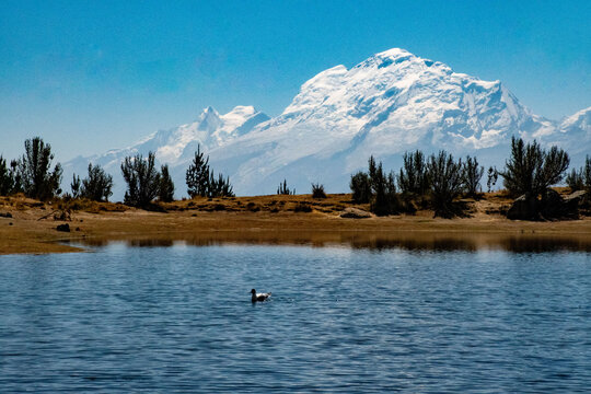 Andean gull swimming in the radian Lake, Ancash, Peru. Huascar&aacute;n Mountain can be seen in the back. 
