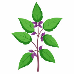 Holy Basil Tree Vector Art