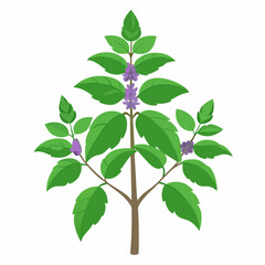 Holy Basil Tree Vector Art
