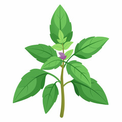 Holy Basil Tree Vector Art
