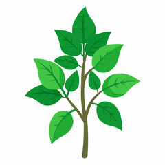 Fototapeta premium Holy Basil Tree Vector Art