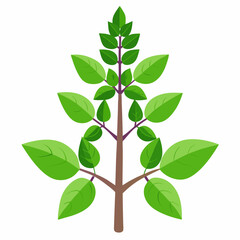 Holy Basil Tree Vector Art