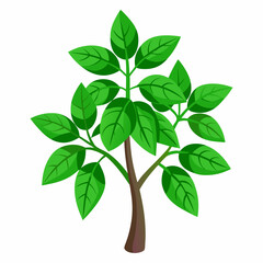 Holy Basil Tree Vector Art