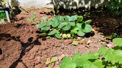 plant in the ground