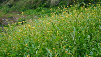 Rorippa palustris flowers in the field