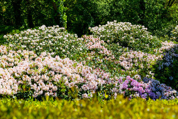 Rhododendron des Jardins d'Étretat en Normandie