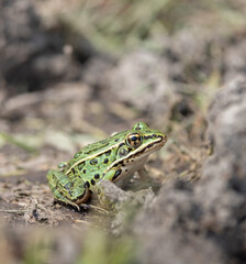 Closeup green spotted Northern Leopard Frog on a wetland trail in Muskoka Ontario