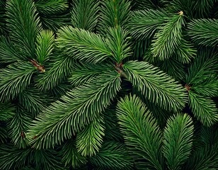christmas tree branches background high resolution high details vibrant