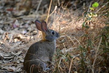 rabbit in the grass