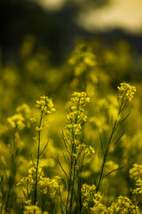 Fototapeta premium Mustard Flower Field during sunset, India