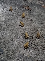 Frogs