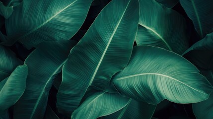 Abstract bold green leaves texture background, elegant tropical banana leaf details, nature wallpaper, vintage tone, deep shading, foliage, ecology concept, dark moody feel. refined, elegance.