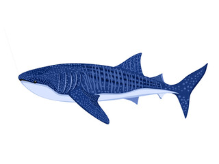 Rhincodon typus on a white background.