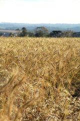 Trigo