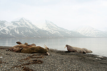 Morse, Odobenus rosmarus, Spitzberg, Svalbard, Norvège