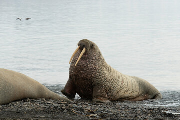 Morse, Odobenus rosmarus, Spitzberg, Svalbard, Norvège