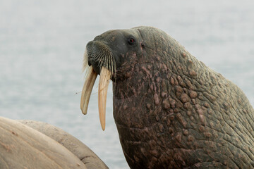 Morse, Odobenus rosmarus, Spitzberg, Svalbard, Norvège
