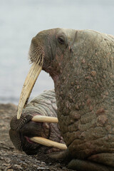 Morse, Odobenus rosmarus, Spitzberg, Svalbard, Norvège