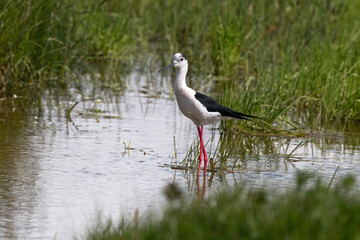 Echasse blanche,  Himantopus himantopus, Black winged S