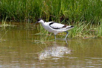 Avocette élégante, Recurvirostra avosetta, Pied Avocet
