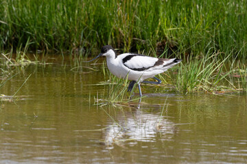 Avocette élégante, Recurvirostra avosetta, Pied Avocet