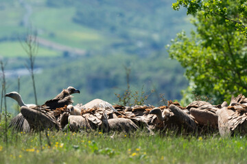 Vautour moine,.Aegypius monachus, Cinereous Vulture, Vautour fauve,.Gyps fulvus, Griffon Vulture,, Vézouillac , Verrières, causse Rouge, Occitanie, Aveyron, 12, France