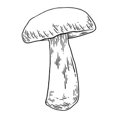 Mushrooms hand drawn sketch