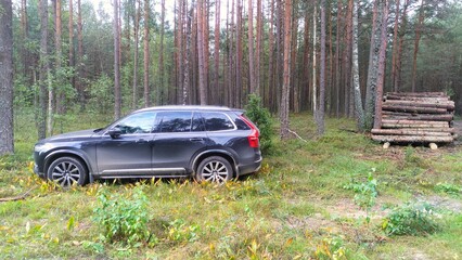 A pile of logs intended for industrial processing was formed near the forest road after sanitary logging. A car stands next to it near a juniper bush in the grass. Cloudy autumn weather