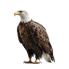 Obraz premium Majestic Bald Eagle