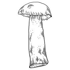 Mushrooms hand drawn sketch