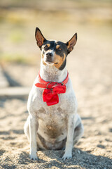 A beautiful white dog in a red bow tie.