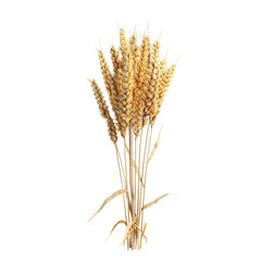 Fototapeta premium Golden Wheat Stalks on Black Background
