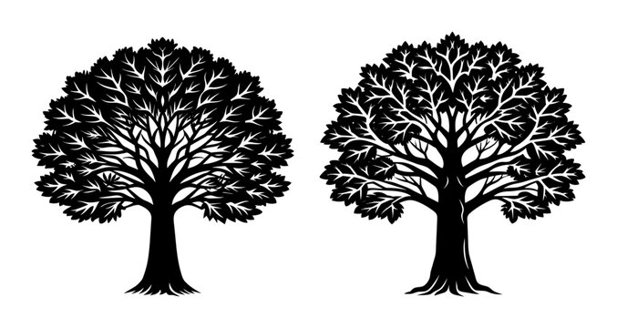 A Pair of Kauri Tree Silhouette