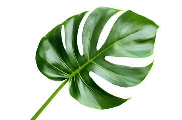 monstera leaf isolated png transparent background