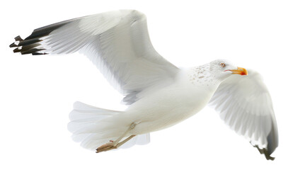 Obraz premium PNG Seagull soaring in flight