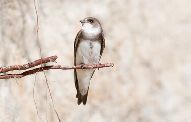 bird of prey