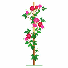 Vector Art of Bougainvillea Climber on Pole with White Background