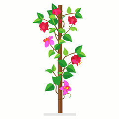 Vector Art of Bougainvillea Climber on Pole with White Background