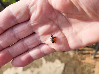 On a sunny spring day, a red bug soldier sits on his arm.