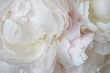 Closeup Of Delicate White Peony Flowers Creating A Beautiful Floral Background
