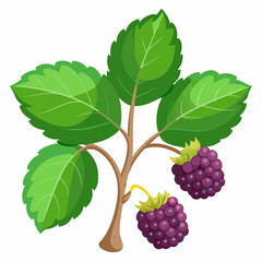 Blackberry Branch with Two Ripe Berries and Green Leaves