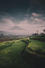 person in the field at sunrise