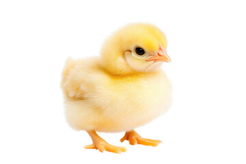 A cute, fluffy yellow chick stands confidently, showcasing its adorable features and charming innocence.