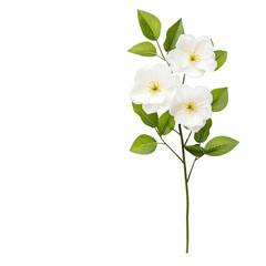 Fototapeta premium A delicate bouquet of white flowers with lush green leaves, perfect for adding a touch of elegance to any design project.