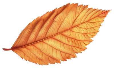 PNG Detailed autumn leaf illustration