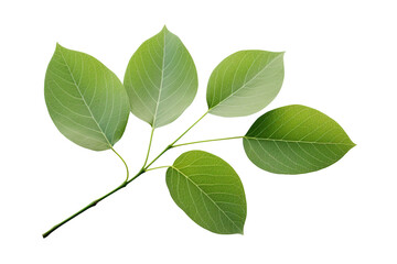 Fototapeta premium A single leaf isolated on clear white and transparent background