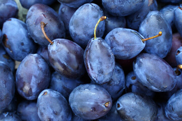background of ripe blue plums.
