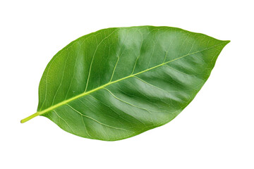 Obraz premium A fresh green leaf showcasing natural beauty with vibrant colors and detailed texture, ideal for nature-related themes.